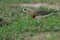 Oriental Plover Charadrius veredus