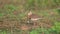 Oriental Plover Charadrius veredus Beautiful Birds of Thailand