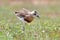 Oriental Plover Charadrius veredus Beautiful Birds of Thailand