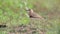 Oriental Plover Charadrius veredus Beautiful Birds of Thailand