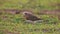 Oriental Plover Charadrius veredus Beautiful Birds of Thailand