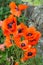 Oriental poppies in full bloom