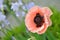 Oriental Poppy