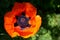 Oriental Poppy