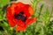 Oriental poppy