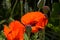 Oriental poppy also called papaver orientale with big orange flowers