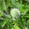 Oriental poppy bud