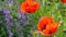 Oriental poppy and catmint