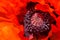 Oriental poppy closeup, Papaver orientale