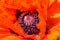 Oriental poppy closeup, Papaver orientale