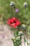 Oriental Poppy Flowers