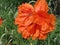 The Oriental poppy (Latin: Papaver orientale). Very beautiful inflorescences of orange color.