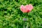 Oriental Poppy Papaver Orientale `Cedric Morris` and Flying Bee