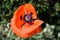 Oriental Poppy - Papaver orientale - Great Scarlet Poppy