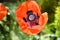 Oriental Poppy - Papaver orientale - Great Scarlet Poppy