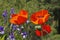 Oriental poppy in spring, Papaver orientale