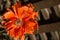 Oriental Poppy Vivid Orange Single Flower