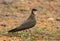 Oriental pratincole