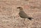 Oriental pratincole