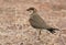 Oriental pratincole