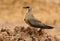 Oriental pratincole