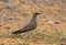 Oriental pratincole