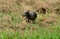 A oriental pratincole eag stealing by crow in field