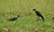 A oriental pratincole eag stealing by crow in field
