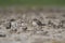 Oriental Pratincole feeding in the salt plains