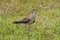 Oriental Pratincole Glareola maldivarum Birds of Thailand