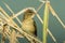 Oriental Reed Warbler in Hong Kong Formal Name: Acrocephalus orientalis