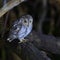 Oriental scop owl bird