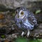 Oriental scop owl bird