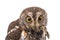 Oriental scops-owl isolate