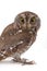 Oriental scops-owl isolate