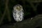 Oriental Scops-Owl Otus sunia