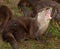 Oriental Short Clawed Otter