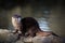 Oriental Short-clawed Otter By Water