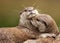 Oriental Short-Clawed Otters