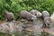 Oriental Short-Clawed Otters