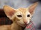 Oriental Shorthair Cat