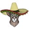 Oriental shorthair cat head. Sombrero mexican hat. Portrait of animal.