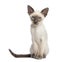 Oriental Shorthair kitten, 9 weeks old, sitting