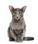 Oriental Shorthair, portrait