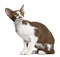 Oriental shorthair sitting