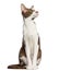 Oriental Shorthair sitting and looking up