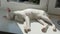 Oriental shorthair white cat sleeping near the window