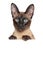 Oriental Siamese cat above banner