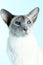 Oriental siamese cat blue eyes sitting light blue background