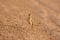 Oriental Skylark (Alauda gulgula)